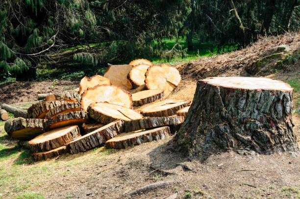 How Our Tree Care Process Works  in  Merkel, TX